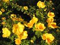 رز زرد ایرانی , Austrian briar, Persian yellow rose, Austrian copper rose